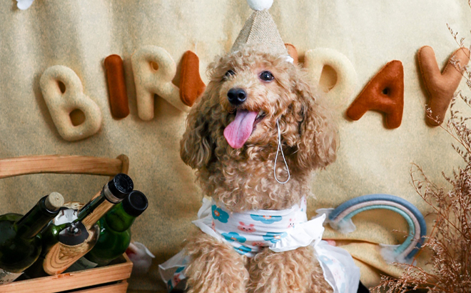 A Dog wearing a Birthday Hat