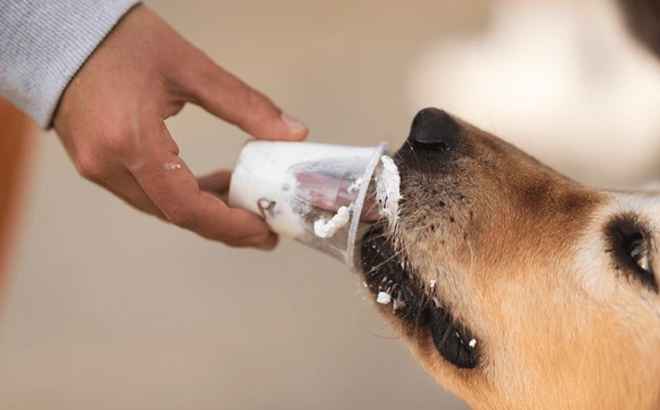 A Man Feeding a Dog a Pup Cup