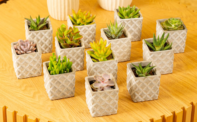 Costa Farms Growers Choice Assorted Potted Succulents 12 Pack