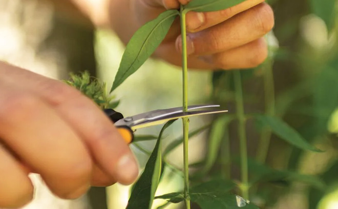 Garden Snips at Lowes