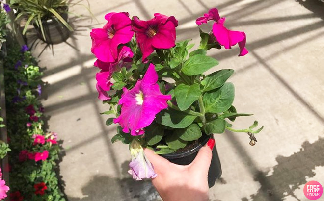 Lowes Spring Flower