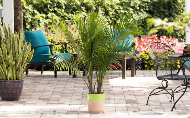 Majesty Palm House Plant
